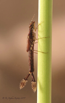 Nehalennia integricollis, nymph